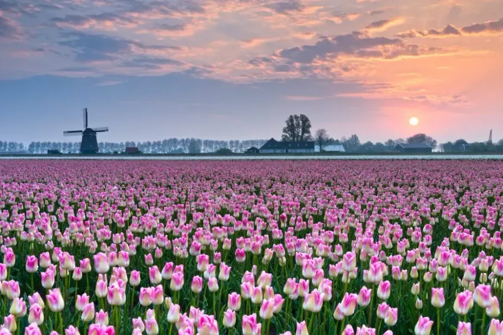 spring flower blooms